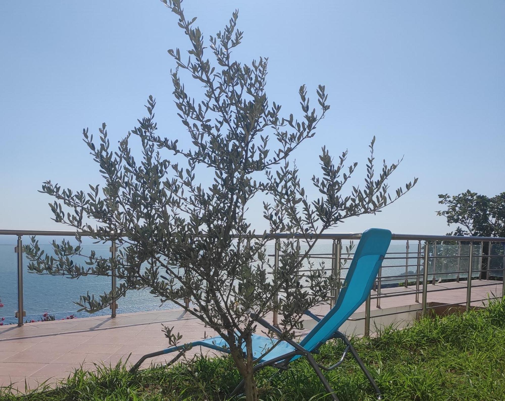 Apartment Oliva Ulcinj Eksteriør billede